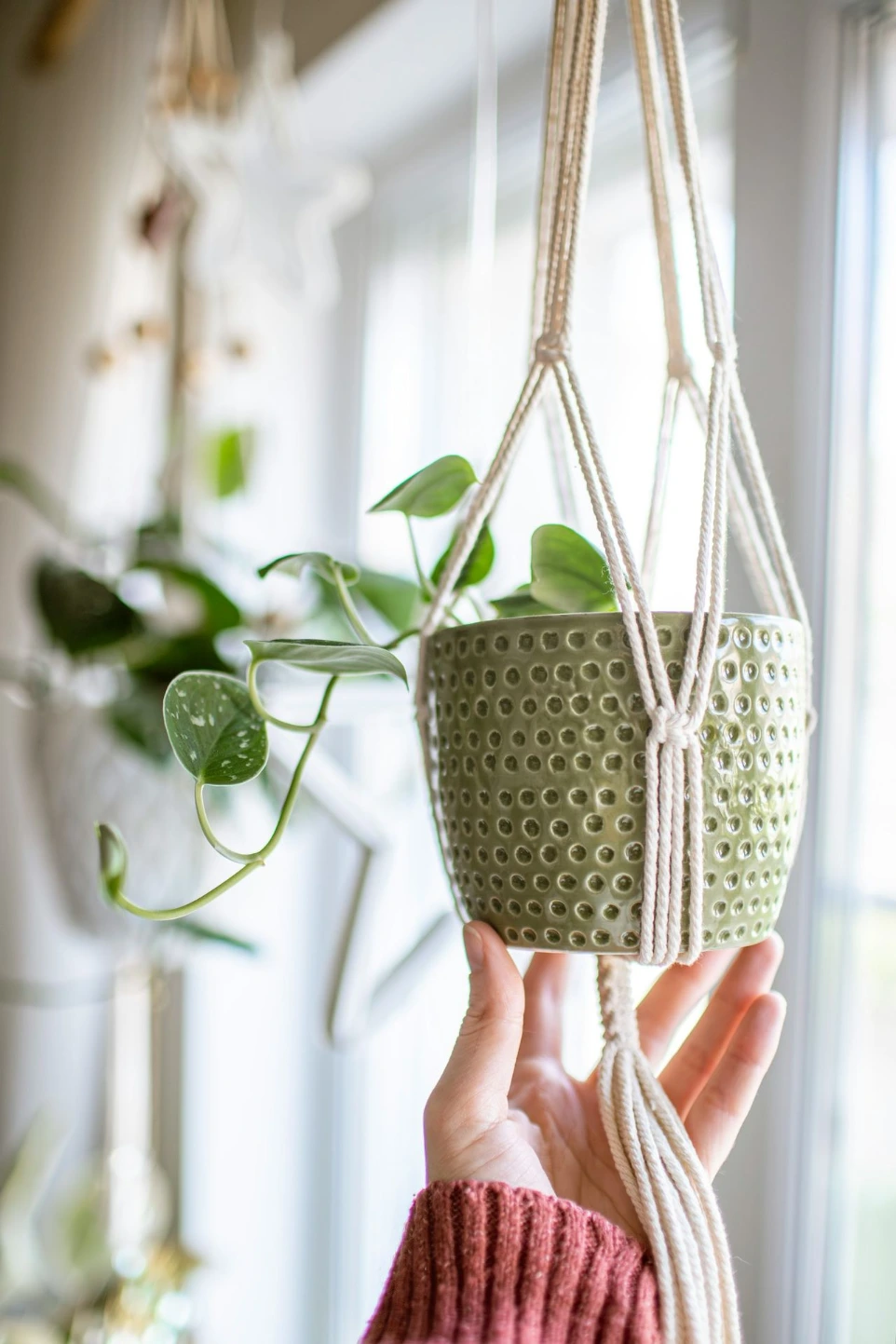 A plant is suspended in a decorative macrame holder.